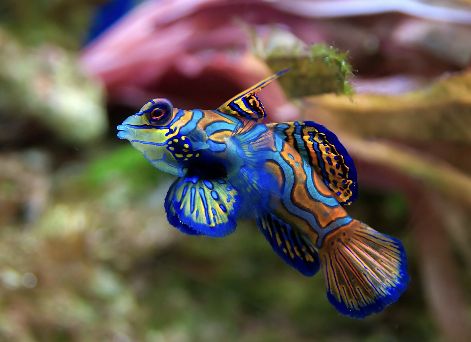 poisson mandarin